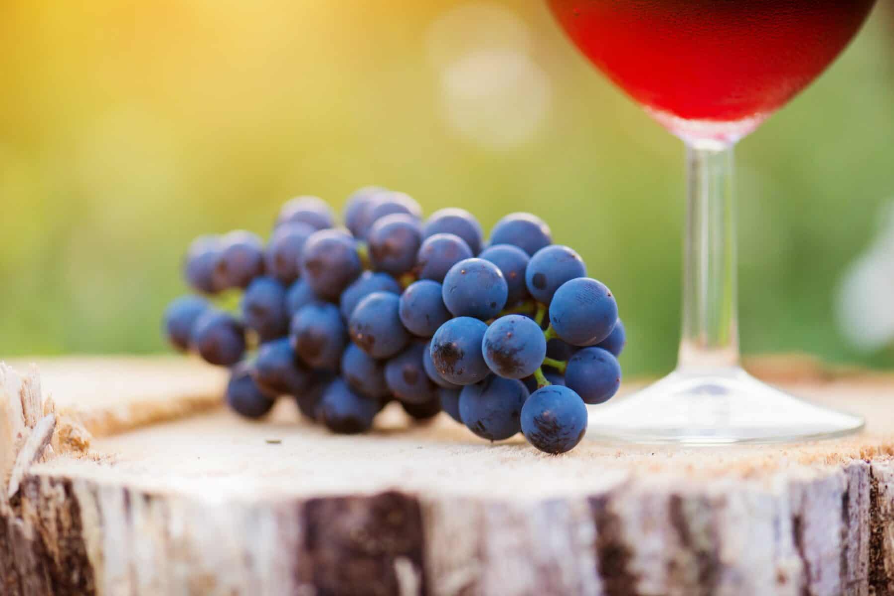 red wine grapes